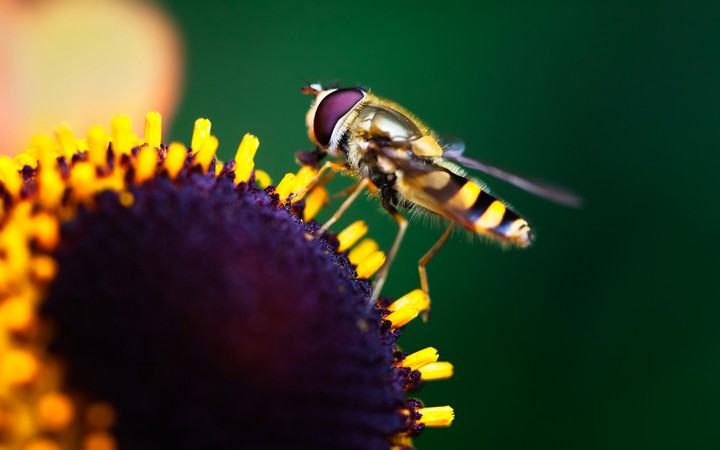 Hoverfly Pollination