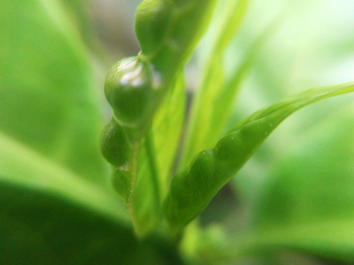 leaf