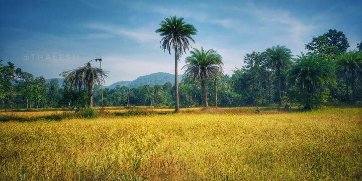 an beautiful view of an rice field.