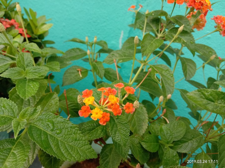 flower