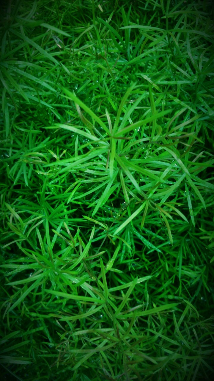 Lawn needs cutting....