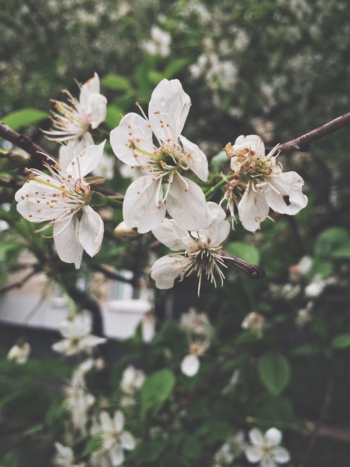 blossom