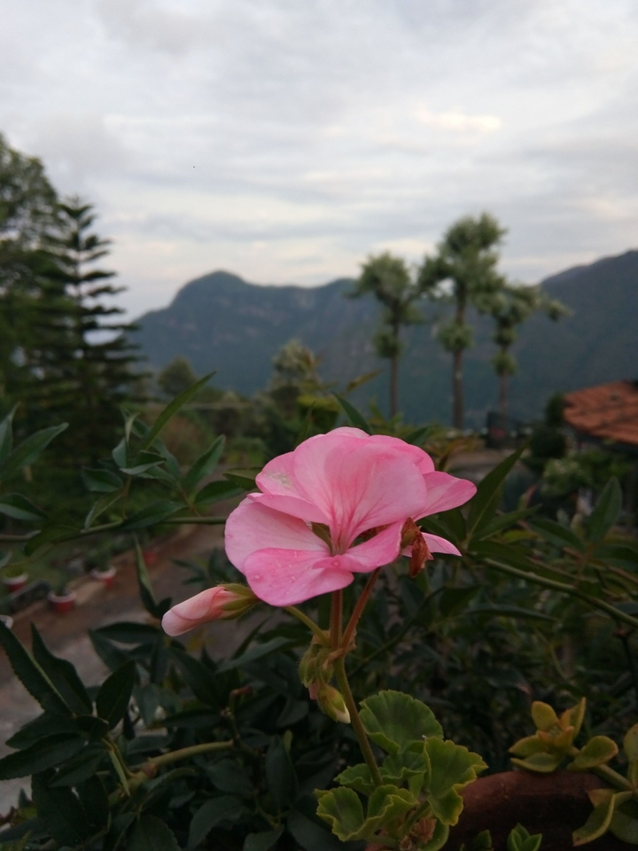 The Pink