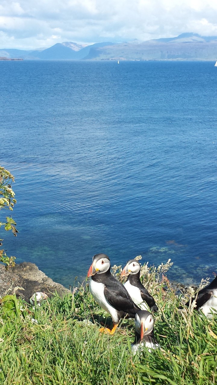 Puffins @ Staffa - Schotland - 07/16