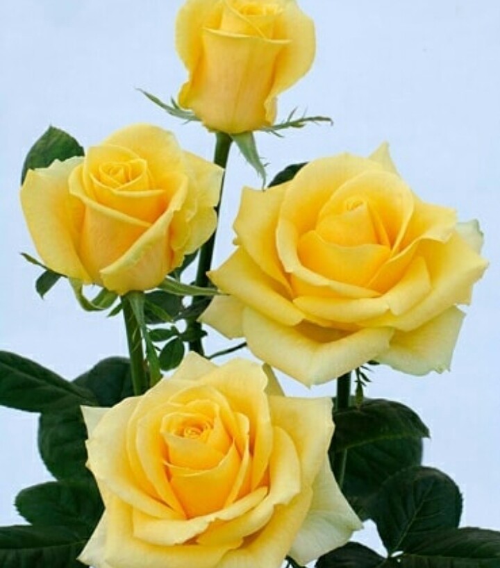 تقدیم بتو TO You