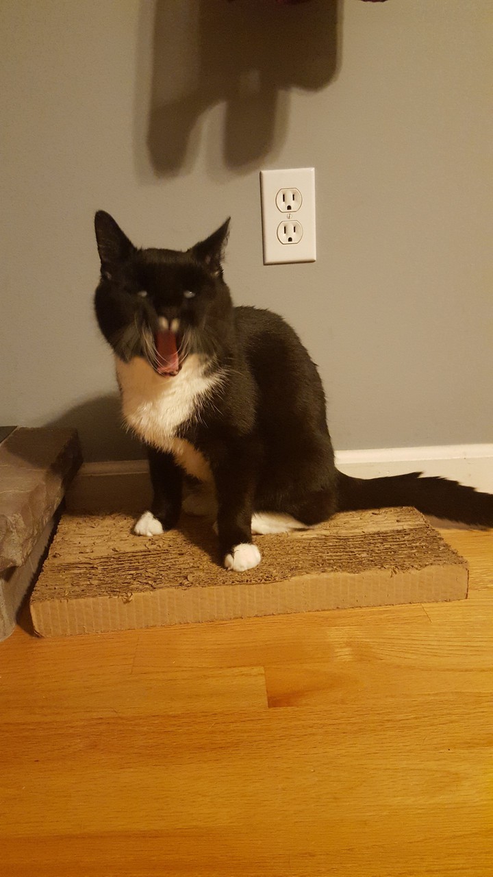 vicious cat