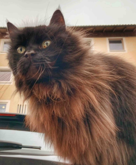 Katze
