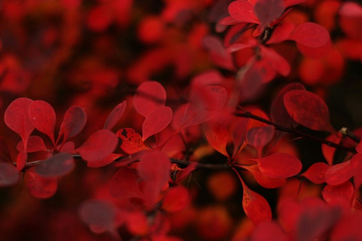 Red leaf....