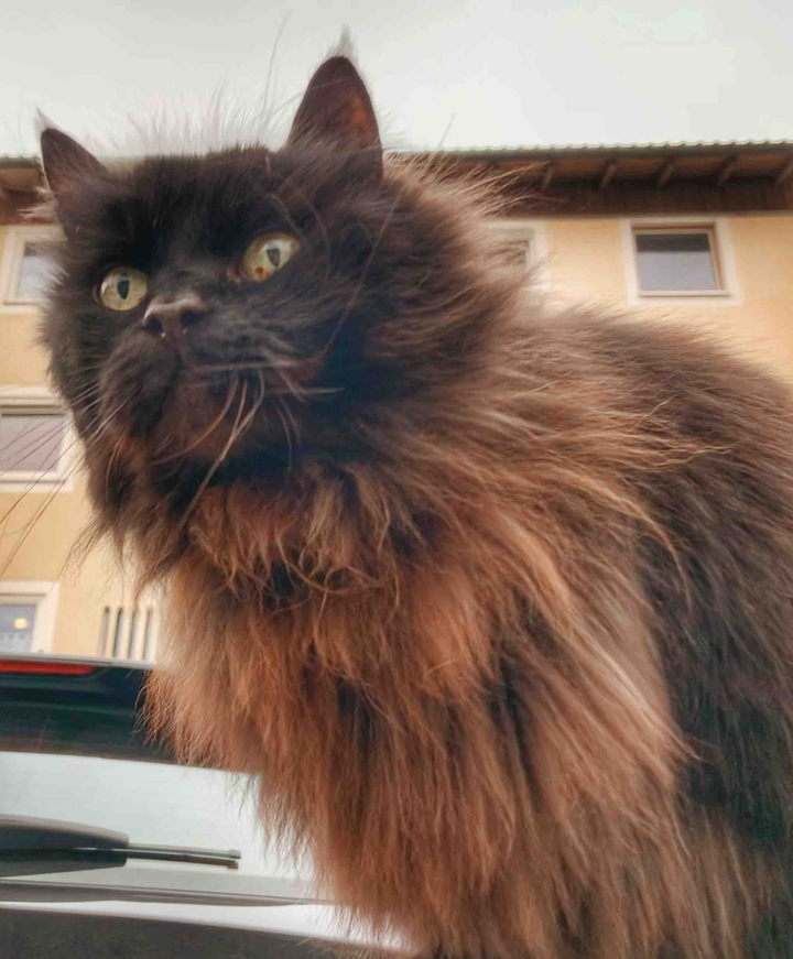 Katze