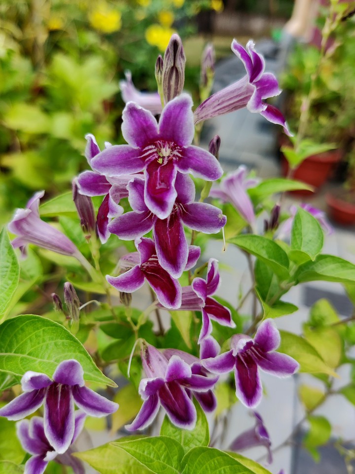 Flowers - Asystasia intrusa