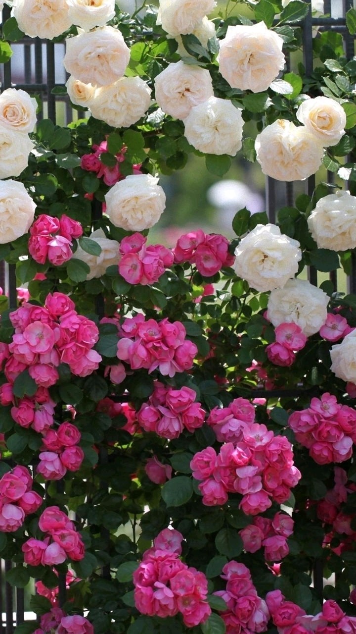 beautiful roses