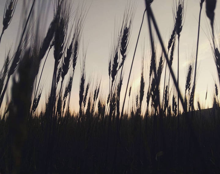 Field