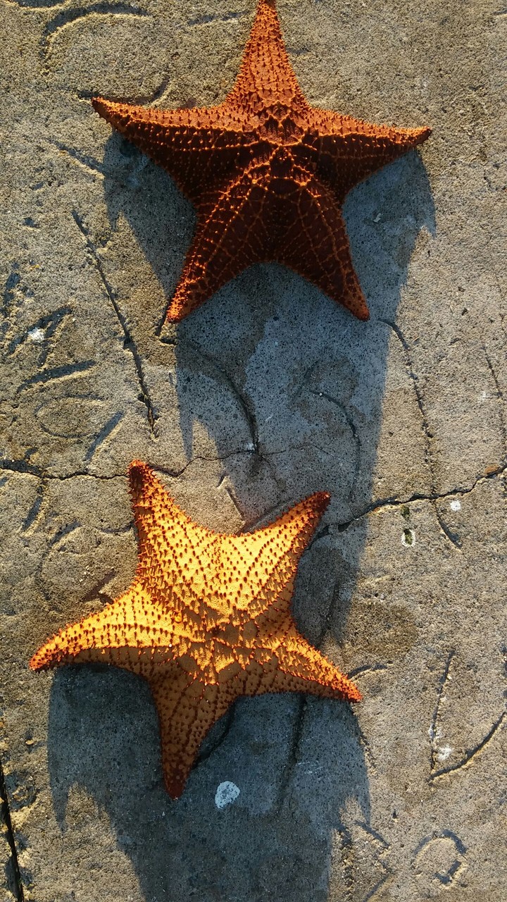 Reach for the Stars