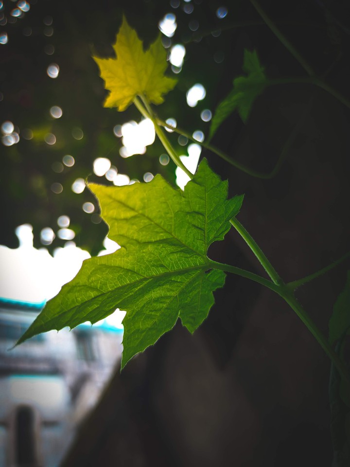 leaves
