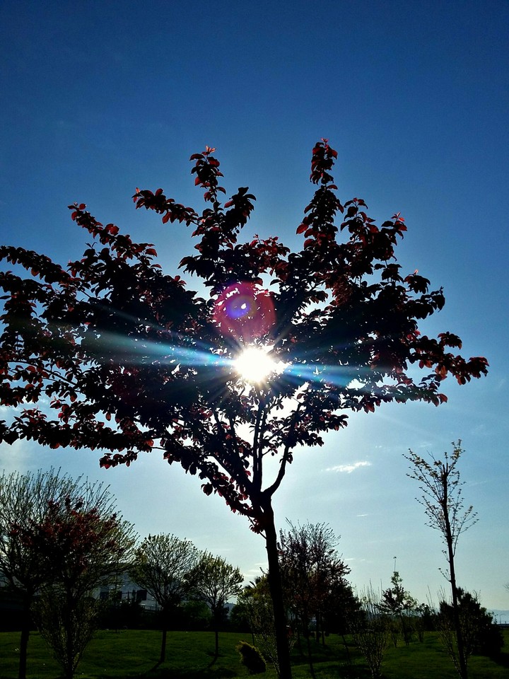 Heart of Tree