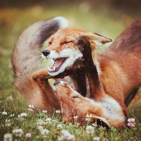 foxes