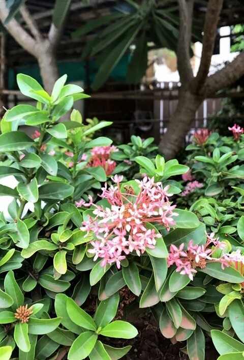 flowers