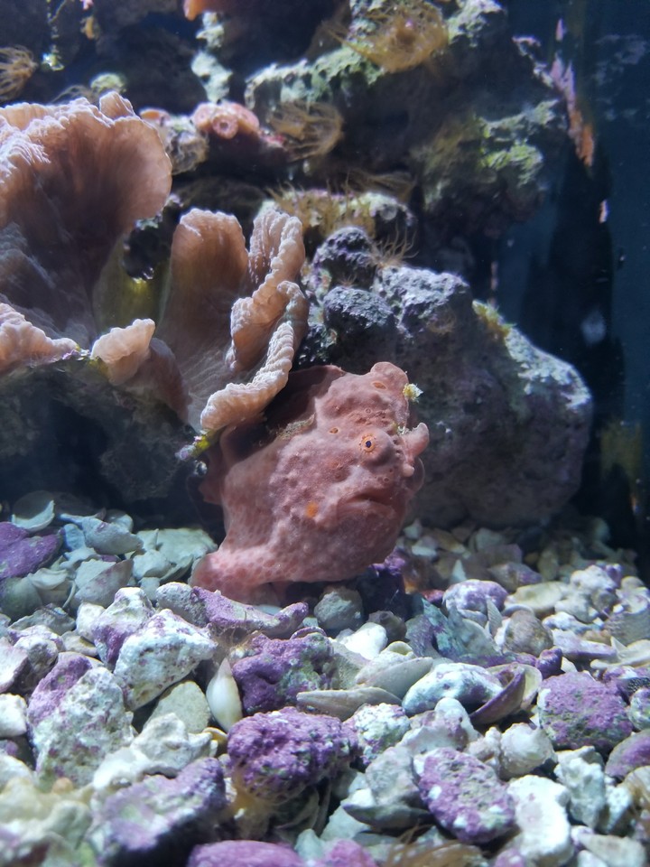 Warty Frogfish