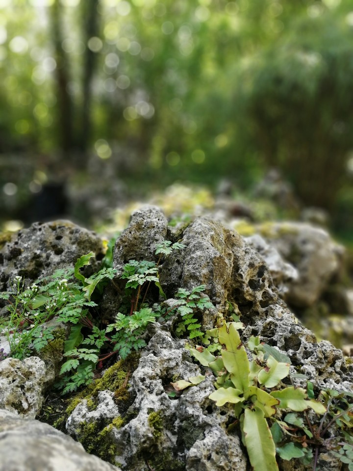 plants on rock
