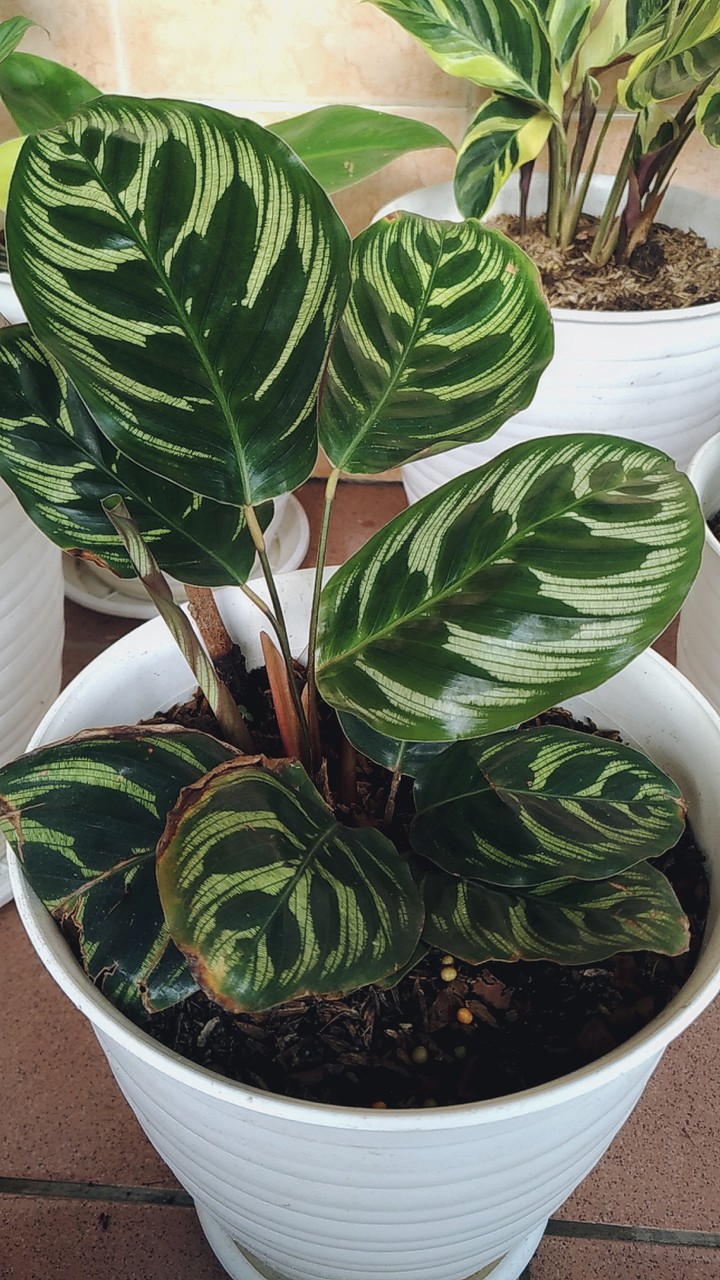 calathea