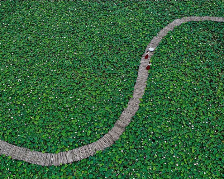 Lotus field