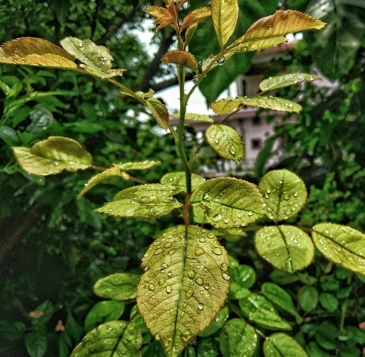 Leaves