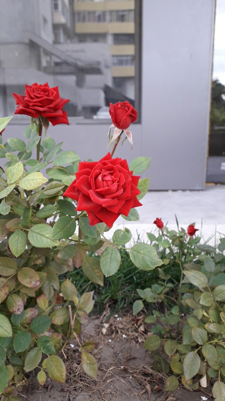 Roses