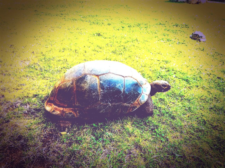 Tortoises, Turtles & Terrapins ...
