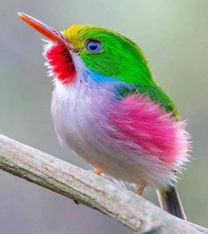 colorful bird