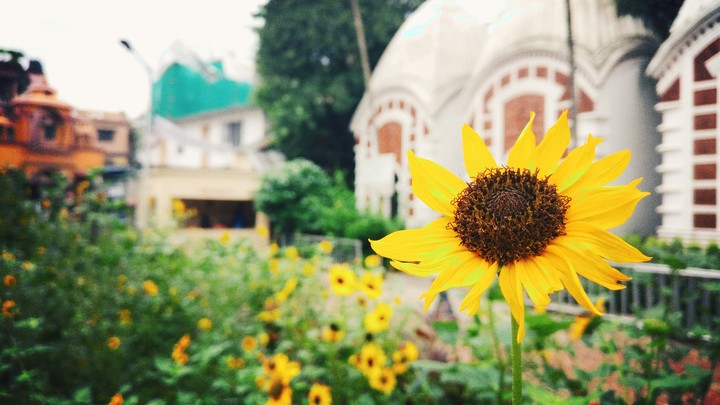 sunflower
