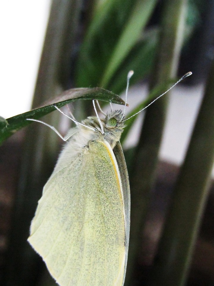 House Butterfly