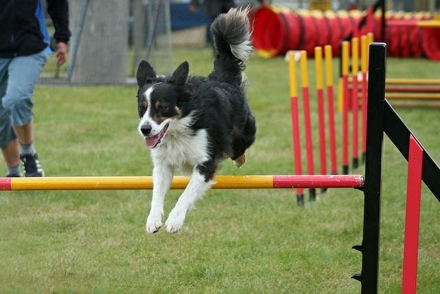 The Border Collie Because There Is No Better Dog