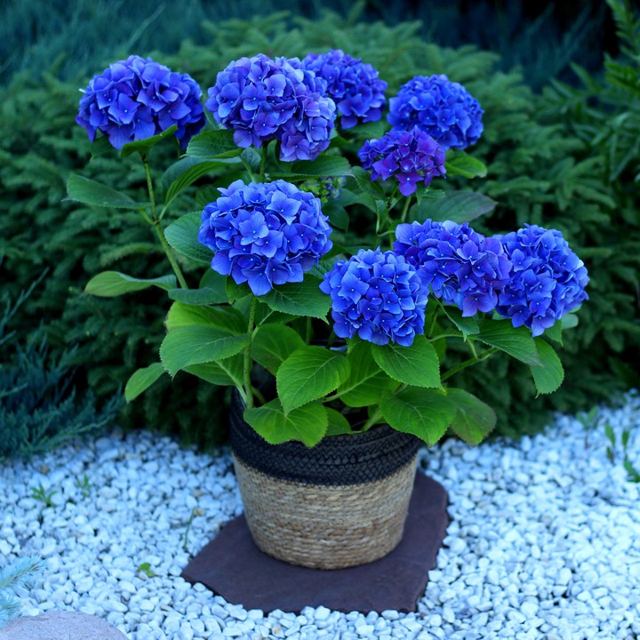 Beautiful hydrangea in a pot