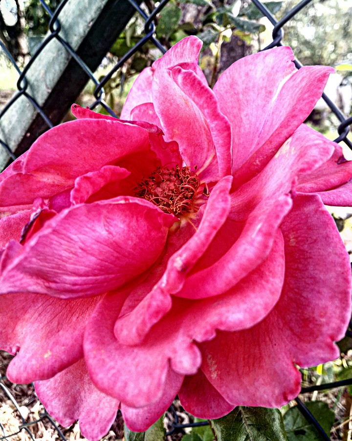Rose Flower