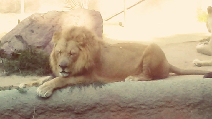 leon