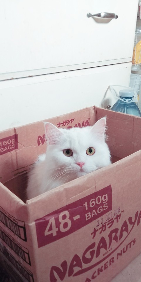 Cat in a box