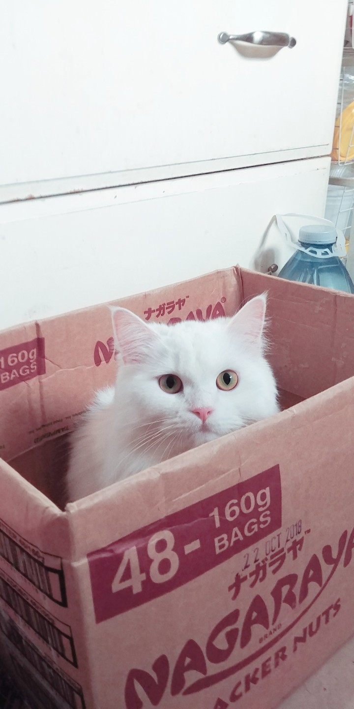 Cat in a box