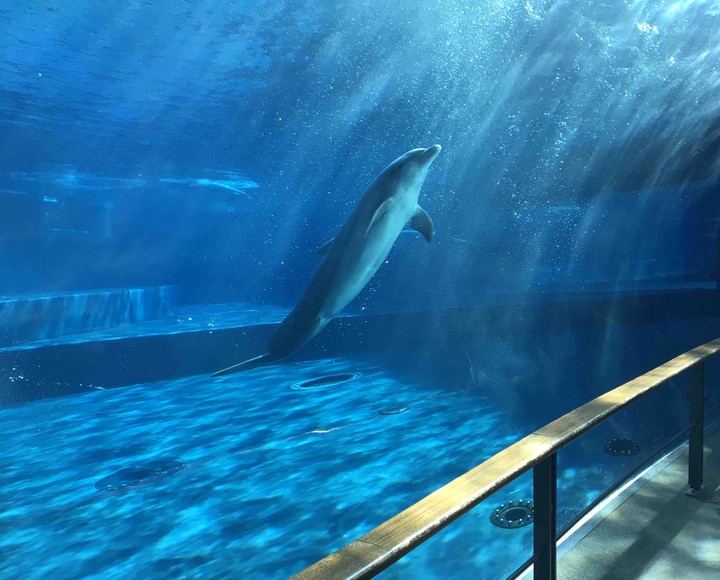 Dolphins