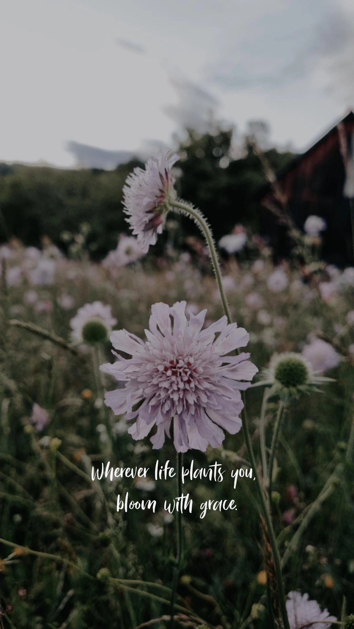 • Bloom with grace •