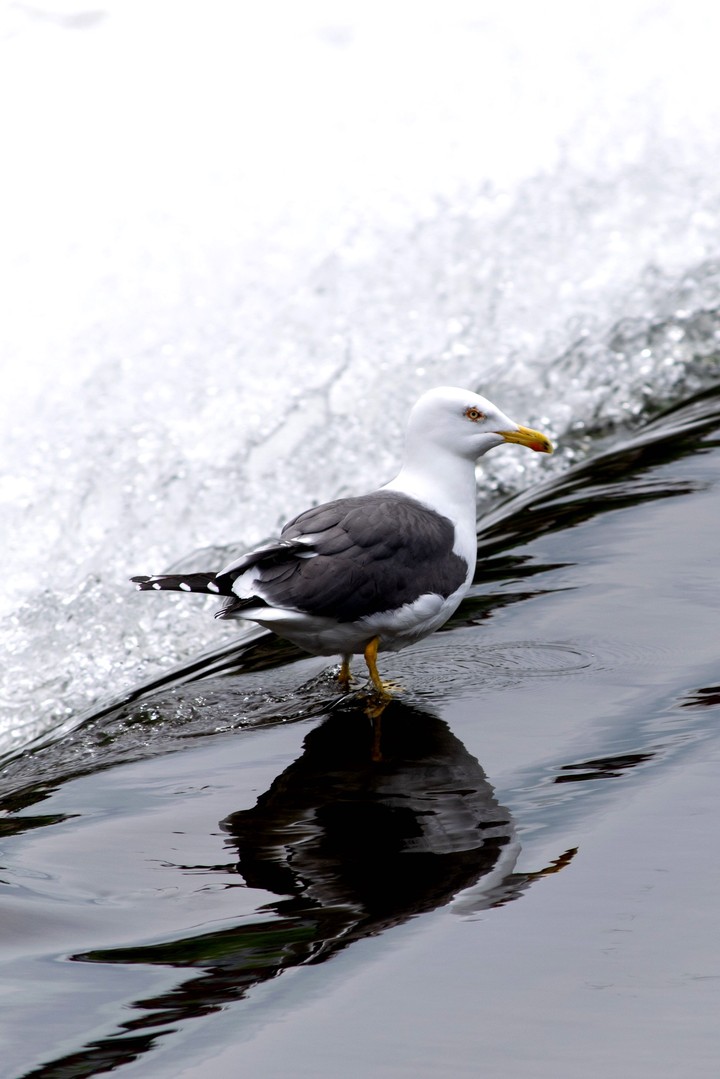 Bird