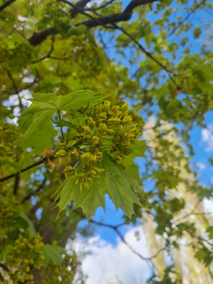 leaves