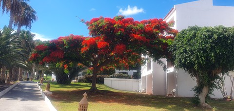sfondi Building, tree