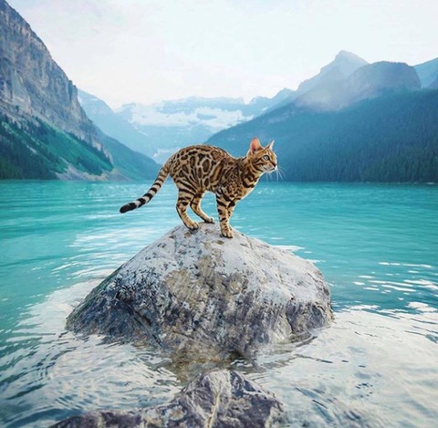 fonds d'écran mountain, ocelot