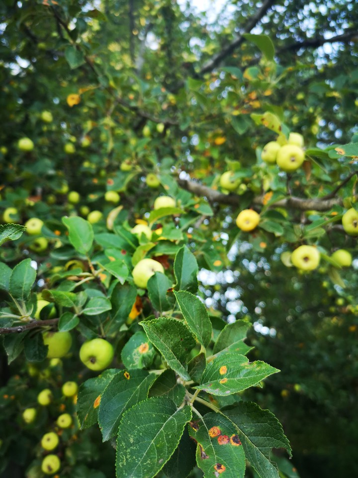 Apple-tree