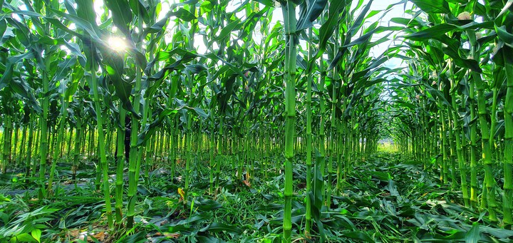 corn field