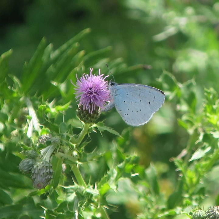 un papillon butine
