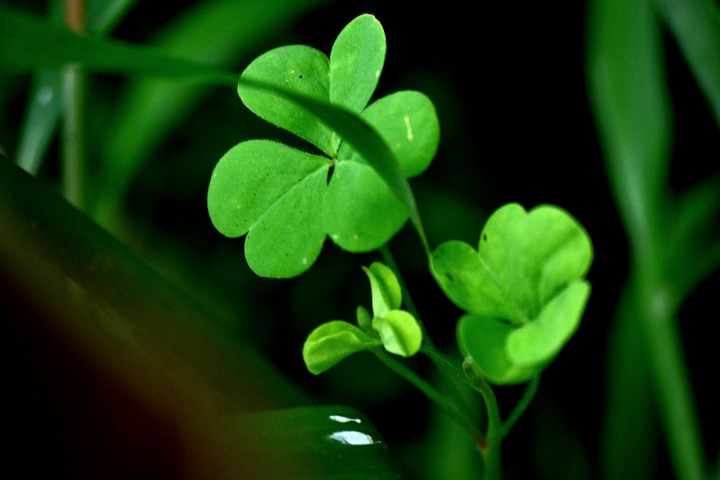 clover ??
