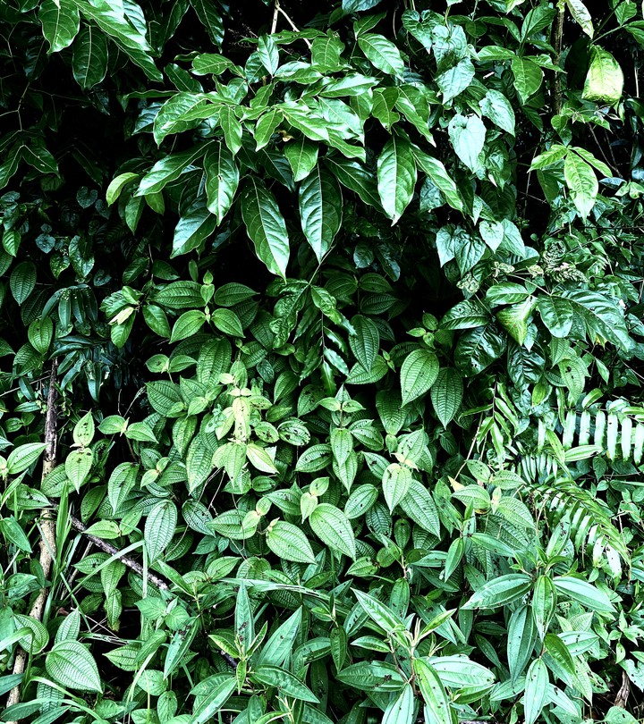 Plant(s)