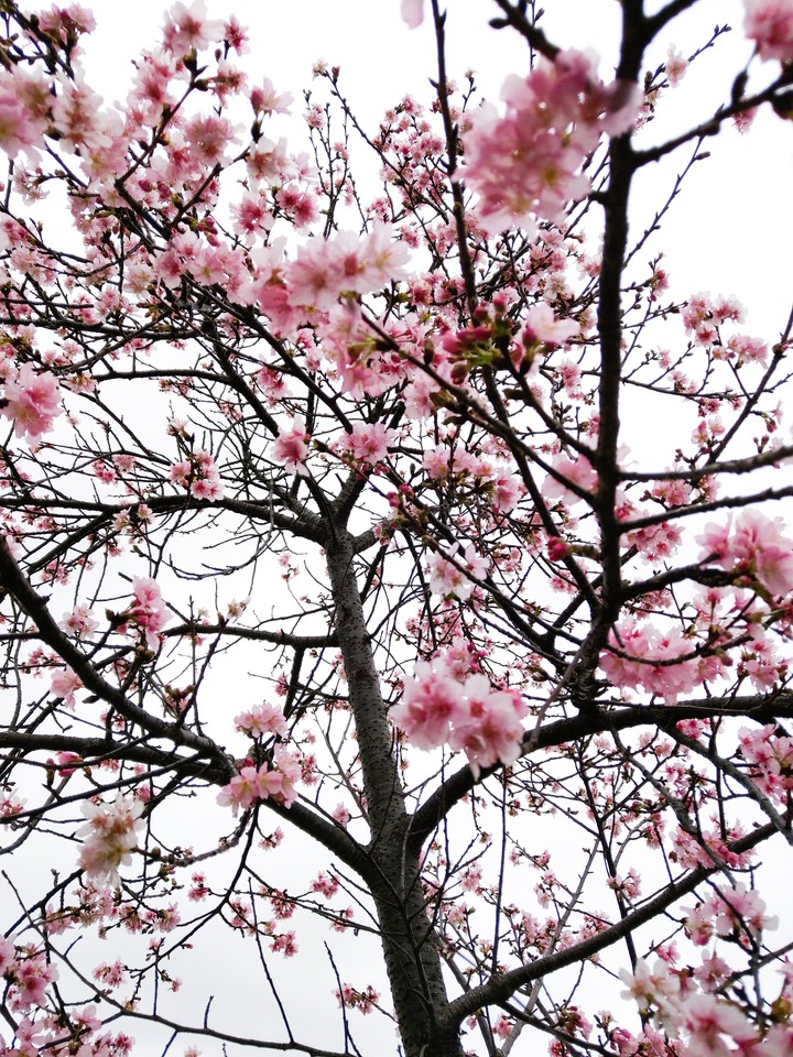 Cherry blossoms