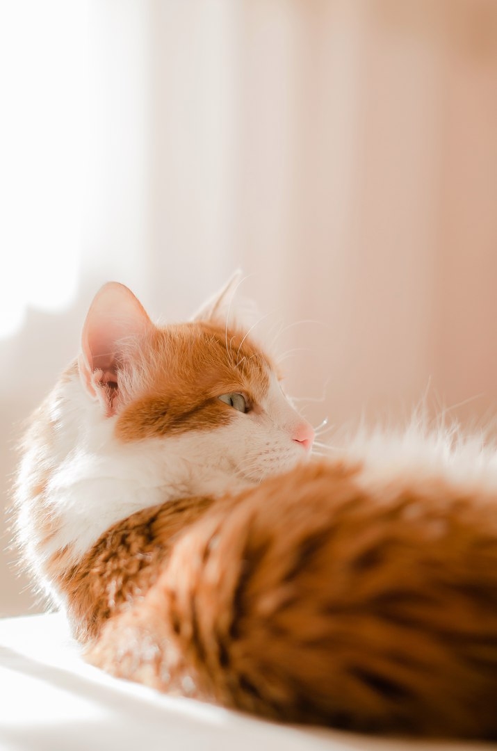 кот